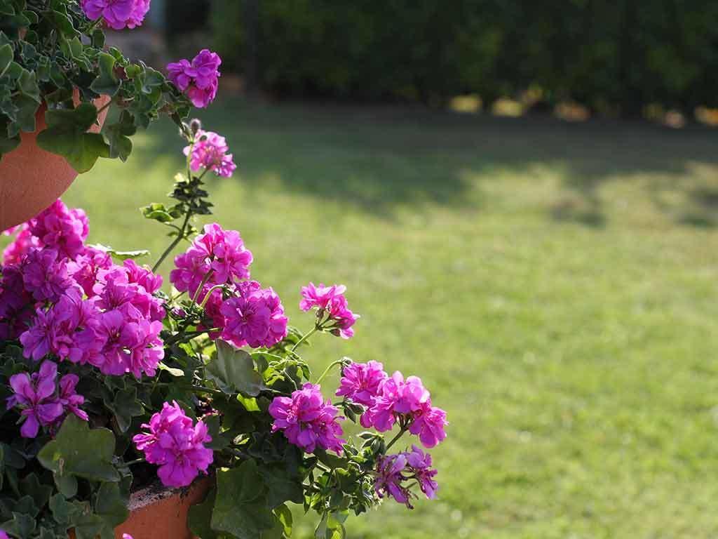 Neviglie Da Rosa Bed And Breakfast المظهر الخارجي الصورة